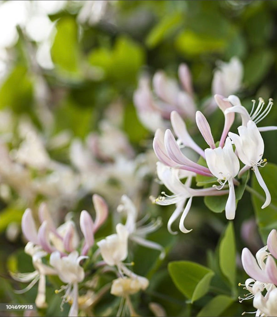 Tropical Flowers