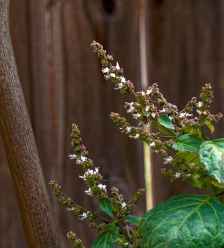 Patchouli Rosewood